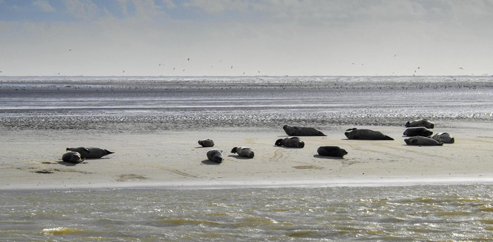 Les Phoques de la Baie d'Authie